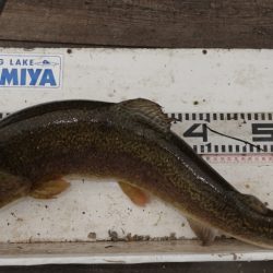 フィッシングレイクたかみや 釣果