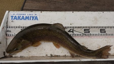 フィッシングレイクたかみや 釣果