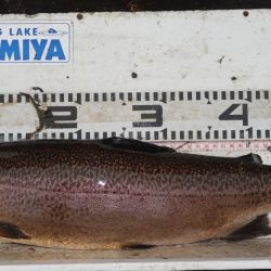 フィッシングレイクたかみや 釣果