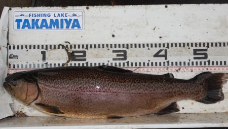 フィッシングレイクたかみや 釣果