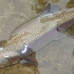 フィッシングレイクたかみや 釣果