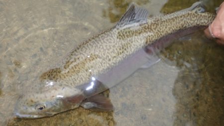 フィッシングレイクたかみや 釣果