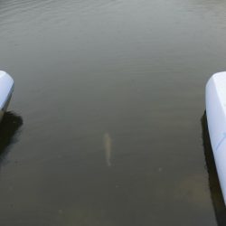 フィッシングレイクたかみや 釣果