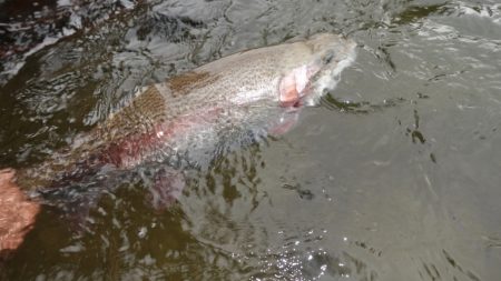 フィッシングレイクたかみや 釣果