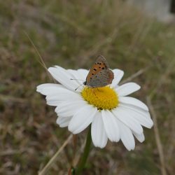 フィッシングレイクたかみや 釣果