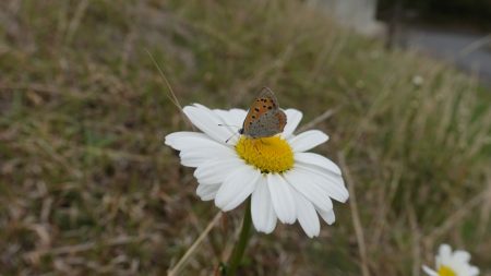 フィッシングレイクたかみや 釣果