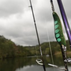 フィッシングレイクたかみや 釣果