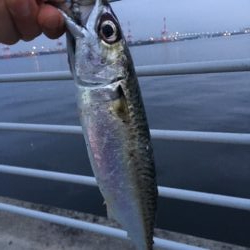 メバルはどこへ？