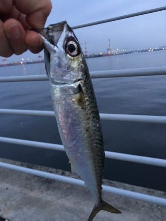 メバルはどこへ？