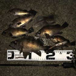 二見メバリング19