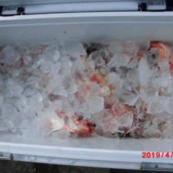 大進丸(新潟) 釣果