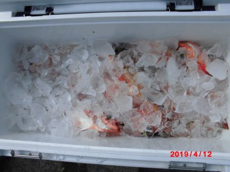 大進丸(新潟) 釣果