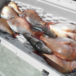 こうゆう丸 釣果