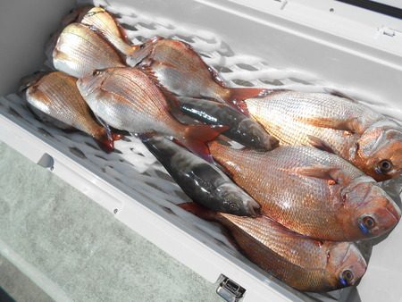 こうゆう丸 釣果