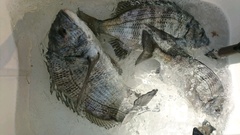 まこと渡船 釣果