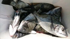 まこと渡船 釣果