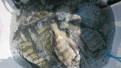 まこと渡船 釣果