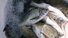 まこと渡船 釣果