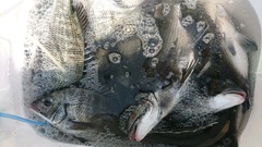 まこと渡船 釣果
