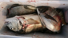 まこと渡船 釣果