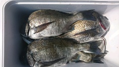 まこと渡船 釣果