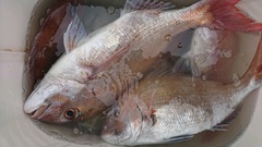 まこと渡船 釣果