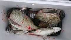 まこと渡船 釣果