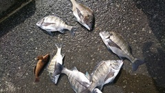 まこと渡船 釣果