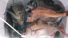 まこと渡船 釣果