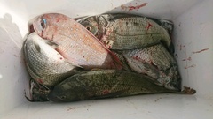 まこと渡船 釣果