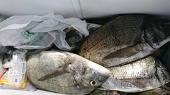 まこと渡船 釣果