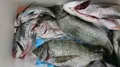 まこと渡船 釣果