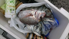 まこと渡船 釣果