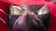 まこと渡船 釣果