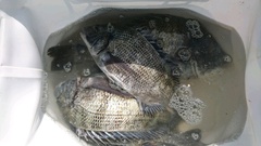 まこと渡船 釣果