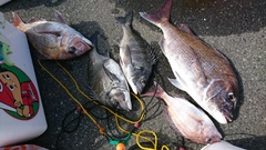 まこと渡船 釣果