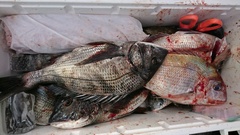 まこと渡船 釣果