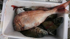 まこと渡船 釣果