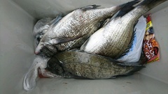 まこと渡船 釣果