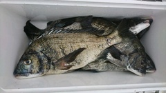 まこと渡船 釣果