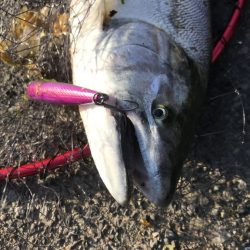 海サクラ釣行記〜苦戦の3月〜【たっつん氏連載 vol.9】