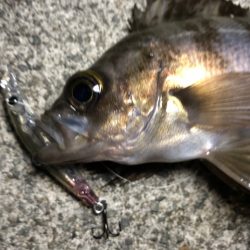 二見メバリング・ライトワインド