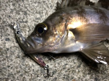 二見メバリング・ライトワインド