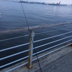 メバルはどこへ？