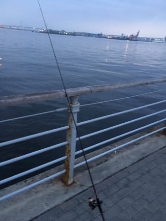 メバルはどこへ？