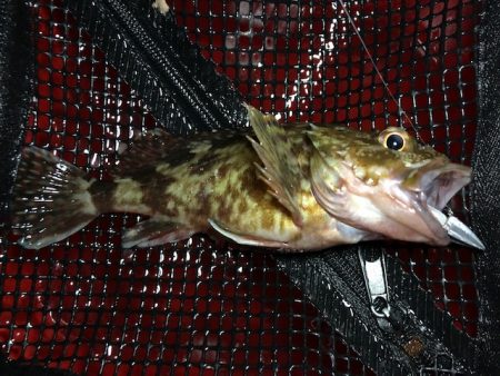 二見メバリング・ライトワインド