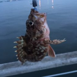 メバルはどこへ？