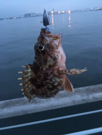 メバルはどこへ？