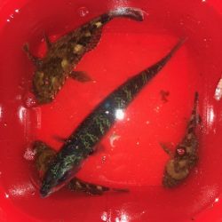 神戸ライトワインド3