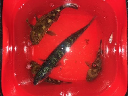 神戸ライトワインド3